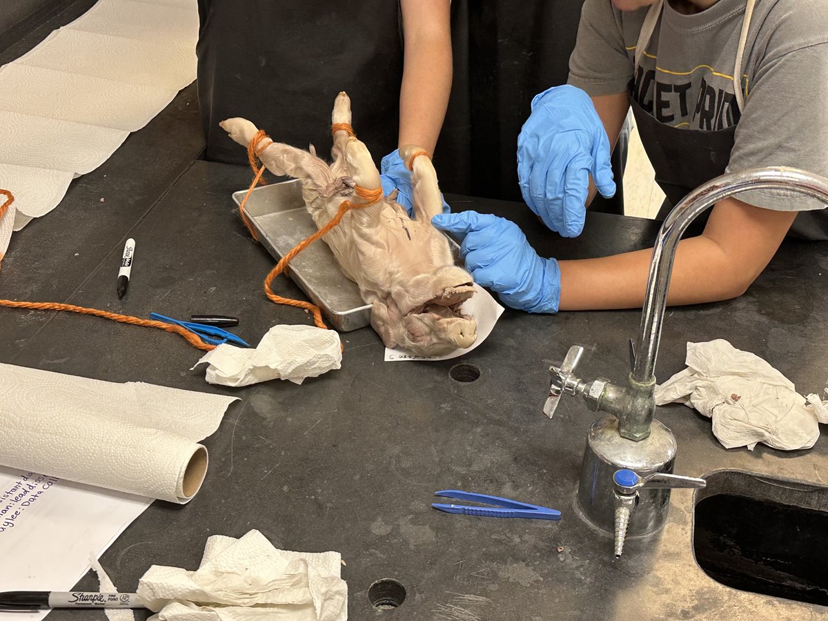 MrsAmyMurphree's tweet photo. ⁦@JEFCOED⁩ ⁦@Jefcoed6_12⁩ CMS 7th grade Science students learning about pigs’ anatomy. https://t.co/Jv0OeGLuWc