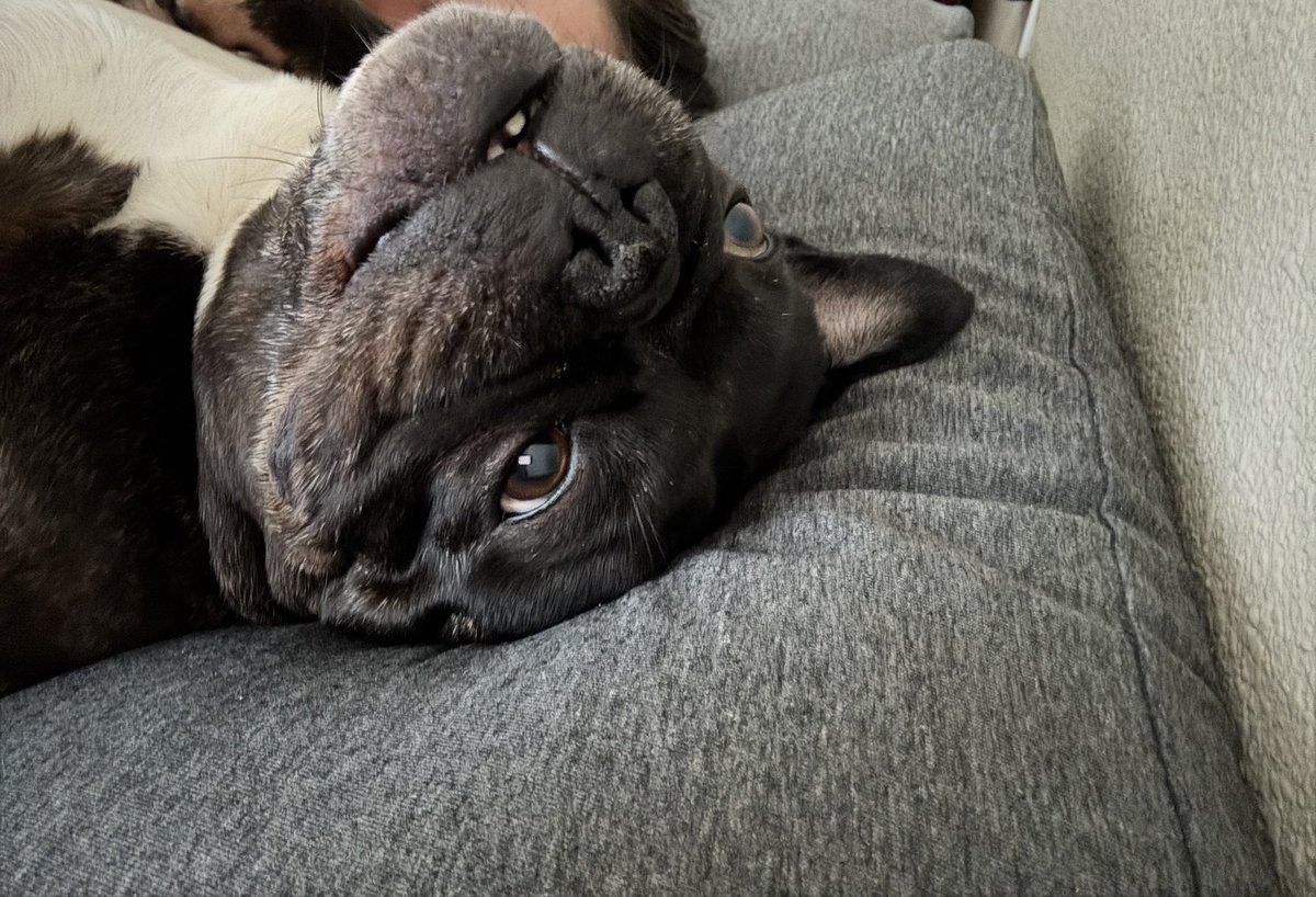 AYoACrow's tweet photo. @Miinty__ This is Duece. He’s a cute little snore monster. https://t.co/qiHGvmRgNf