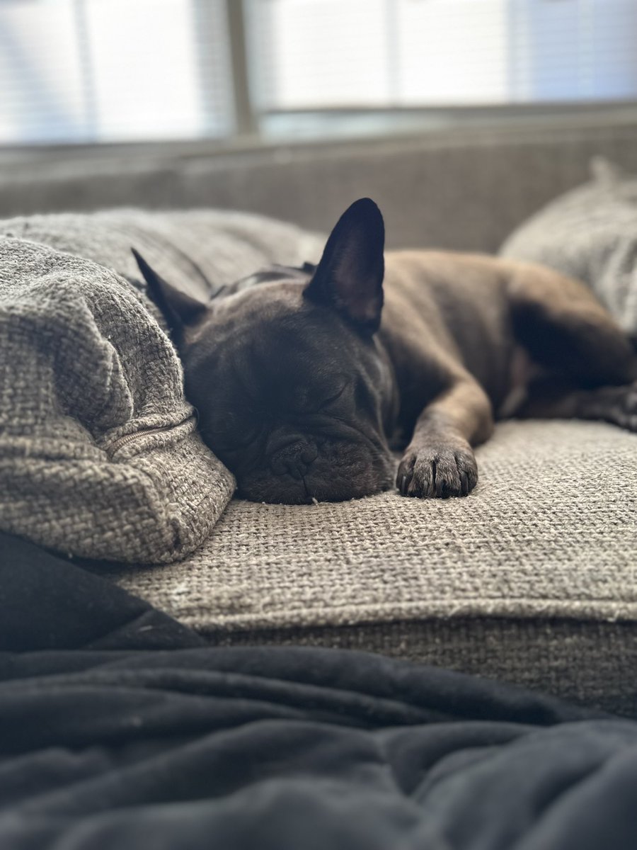 AYoACrow's tweet photo. @Miinty__ This is Duece. He’s a cute little snore monster. https://t.co/qiHGvmRgNf