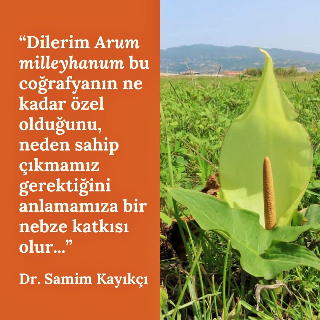DÜNYAYA YENİ TÜR BİTKİ TÜRÜ MİLLEYHA’DAN KEŞFEDİLDİ. Arum milleyhanum. Milleyha Tırşığı. Arum balum peteğum, Milley Hanum diye şarkıya giresim var, öyle mutlu olduk hepimiz. Belki de Milleyha’nın kurtuluşunun dönüm noktası budur. HERKESİ HIDIRELLEZ’DE BU MUHTEŞEM BULUŞU YAYMAYA