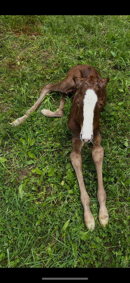 Jstewartrr (@jstewartrr) on Twitter photo BREAKING NEWS.
<a href="/resracingky/">Resolute Racing</a> super mare, PUCA, just delivered a sister, by GOOD MAGIC, to big bro BAEZA who just got third in the <a href="/KentuckyDerby/">Kentucky Derby</a>
The little filly is a full sister to stallion and 2023 <a href="/KentuckyDerby/">Kentucky Derby</a> winner MAGE <a href="/AirdrieStud/">Airdrie Stud</a> and stallion and 2024 <a href="/BelmontStakes/">Belmont Stakes</a> BREAKING NEWS.
<a href="/resracingky/">Resolute Racing</a> super mare, PUCA, just delivered a sister, by GOOD MAGIC, to big bro BAEZA who just got third in the <a href="/KentuckyDerby/">Kentucky Derby</a>
The little filly is a full sister to stallion and 2023 <a href="/KentuckyDerby/">Kentucky Derby</a> winner MAGE <a href="/AirdrieStud/">Airdrie Stud</a> and stallion and 2024 <a href="/BelmontStakes/">Belmont Stakes</a>