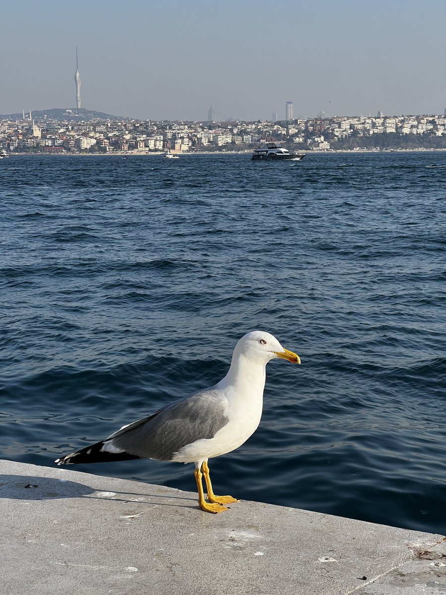 Galataport'ta simit dilenen martı