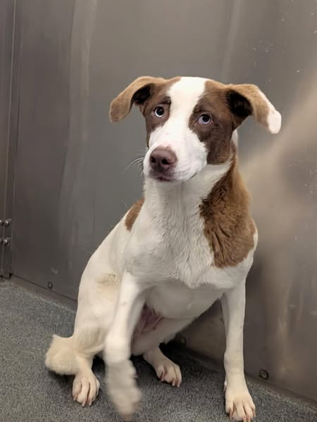 Suspense4568's tweet photo. 🆘LAST CALL‼️
⚠️DIES 5/5 #DallasTX EMAIL NOW 1:30 CST💉
NEED FOSTER‼️OUT OF STATE ADOPT
Marly #A1247607 PUP 10 WEEKS
JuJu #A1245140
Leo #A1247261
Blue #A1245782
WRITE URGENT IN SUBJECT LINE
ADOPT: dasadopt@dallas.gov
FOSTER: dasfoster@dallas.gov
RESCUE: dasrescue@dallas.gov
#dfw https://t.co/QdXHUnJD7s