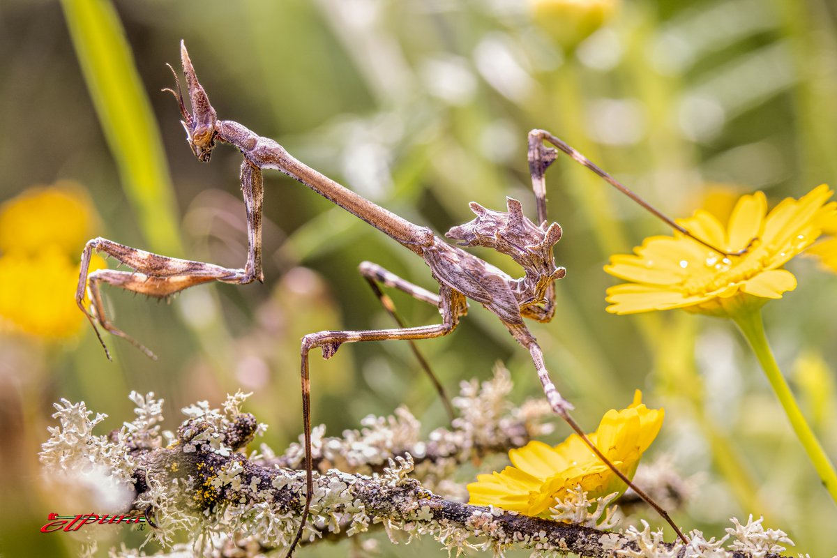 ju_zaen's tweet photo. La empusa o mantis palo (Empusa pennata)
Es una especie de insecto mantodeo de la familia Empusidae caracteriza por su aspecto de palo y su inconfundible penacho o cresta en la cabeza.
Esta es Salvatierra📷📷📷📷
#yoquierosalvatierra
#Salvatierraviva https://t.co/9cjMnuZIRf