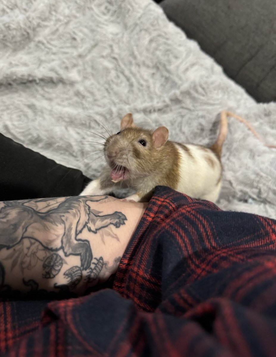 RatsPicnic's tweet photo. Aaaaaaa https://t.co/hfs3eZkdwF