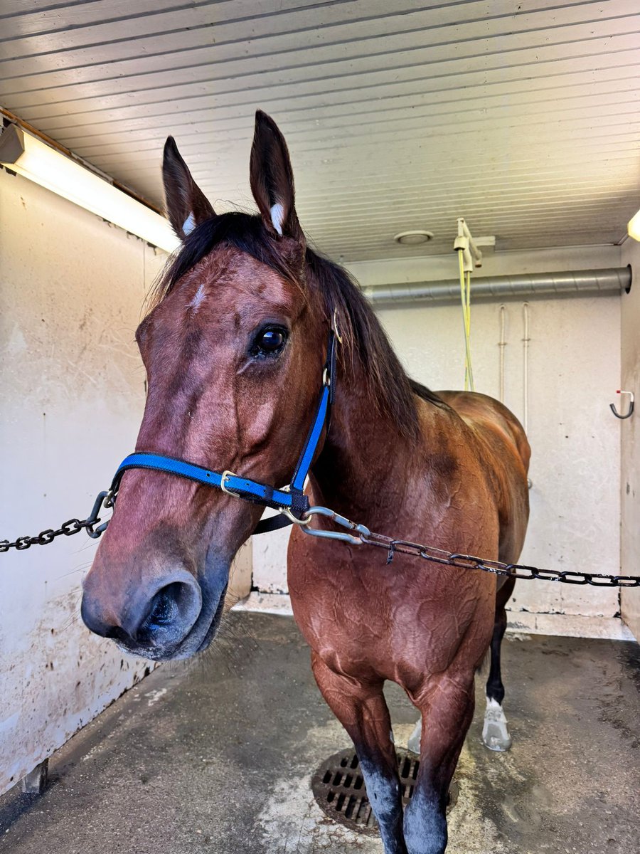 Short In Cash-lähdön sankari oli KNOWS A BIT &amp; Janne Räisänen

Välkyn Tuiskun lähdön voitti PRO &amp; Santtu Raitala

Kallelan Oriaseman lähdön voitti hienolla esityksellä tauolta palannut MAS CHAMP &amp; Santtu Raitala #ravit