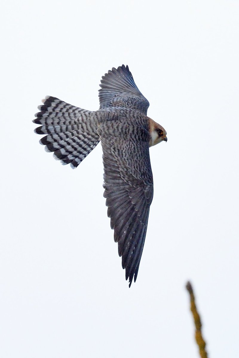 Rob Holmes (@robholmes77) on Twitter photo Lovely views of the Red-footed Falcons currently residing <a href="/SWTCarltonMarsh/">SWT Carlton Marshes</a> this afternoon. Lovely views of the Red-footed Falcons currently residing <a href="/SWTCarltonMarsh/">SWT Carlton Marshes</a> this afternoon.