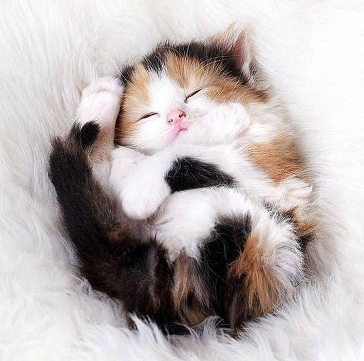 shufflecatapp's tweet photo. Today’s vibe: this little one is all about that nap life 😴🐱
Ready for your daily dose of kitten cuteness? Shuffle here 👉 https://t.co/Tvy5uJw6Nq

Hashtags:
#ShuffleCat #CatNap #CatsOfTwitter #CuteCats #PetsofTwitter https://t.co/WABy9uR7nL