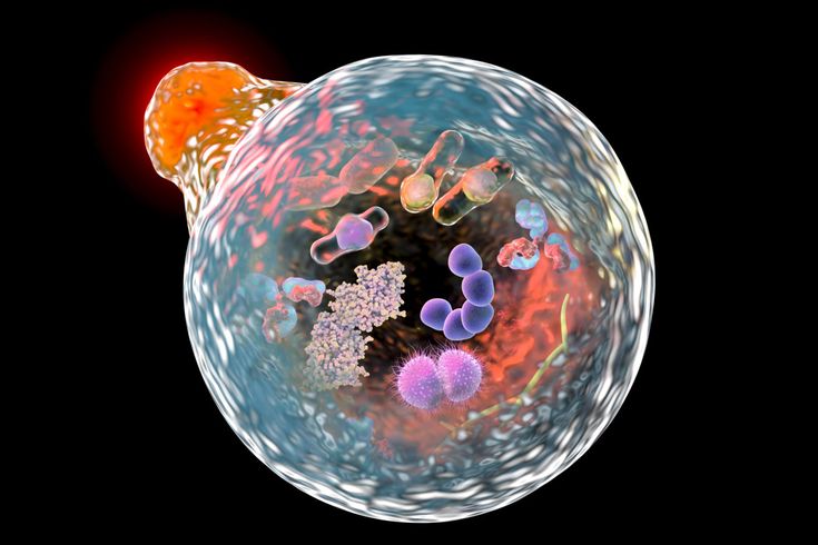 Ayunar 72 horas es la mejor medicina del mundo.

Estimula tu cuerpo a "comerse" tumores, inflamación y toxinas.

Es literalmente un médico interior.

Así es como ayunar correctamente (según la ciencia): 🧵