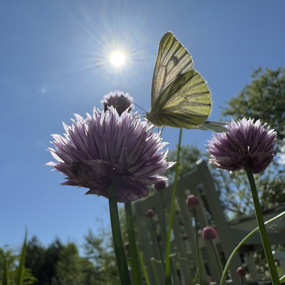 Lovely looking snout-nosed hoverfly and a green veined white in our very sunny garden today. #pollinators
