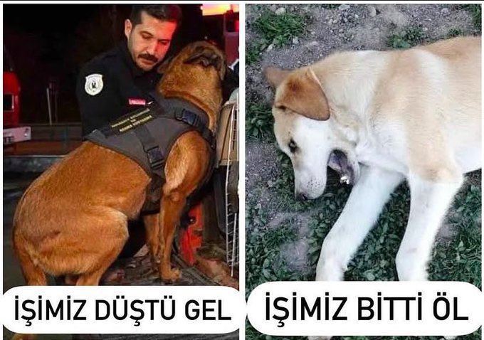 aysun_aysun1905's tweet photo. Sokak hayvanlarını yok saymak, şiddeti normalleştirmektir. Bu yasa, sadece canlara değil; çocuklarımıza, geleceğimize, vicdanımıza da tehdit. Katillere cesaret, merhametli insanlara ceza getiriyor.

#YasamHaktırAYM https://t.co/aOlpIPNCCC