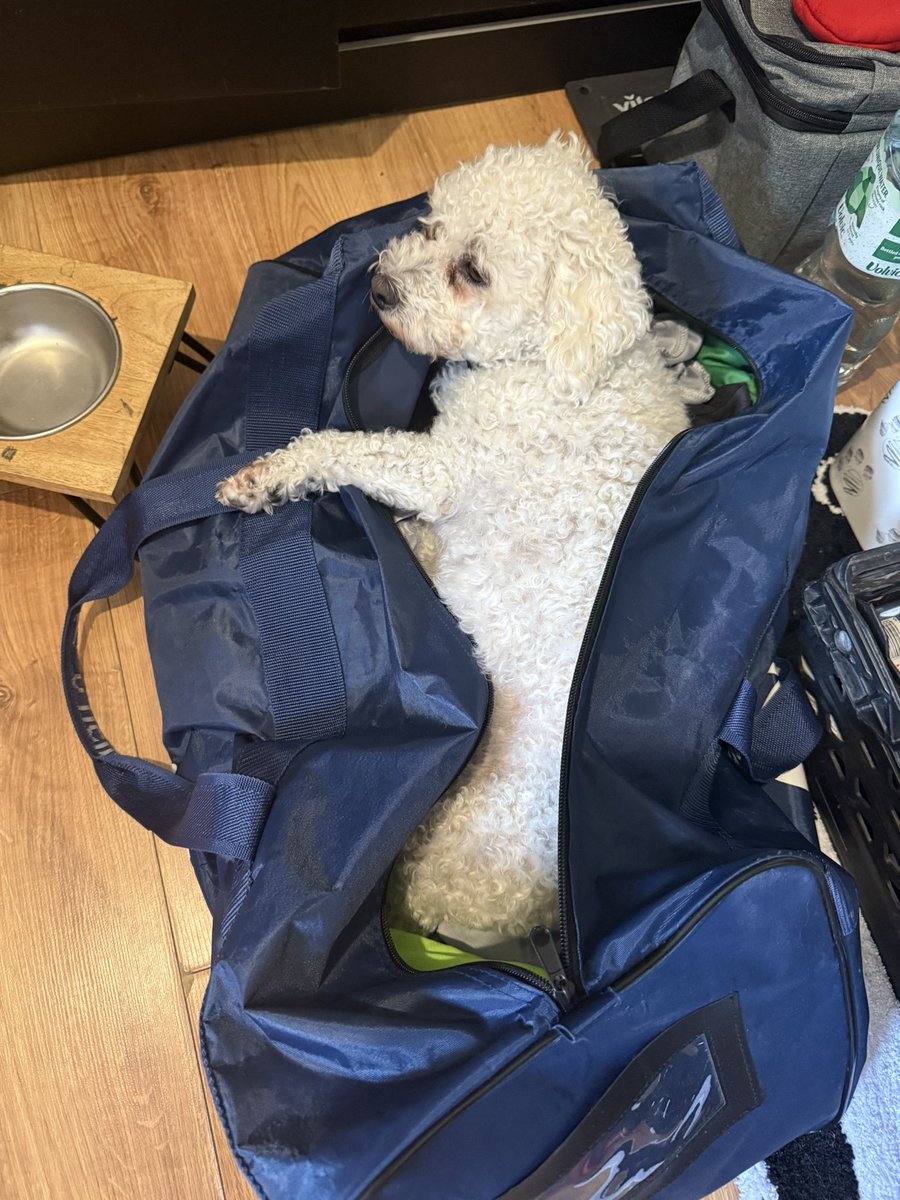 Himself has developed a strange obsession with a bag of <a href="/gfcwalterstown/">walterstowngfc</a> <a href="/ONeills1918/">O'Neills</a> jerseys! Goes awol &amp; find him in the utility sleeping in the bag 🤣