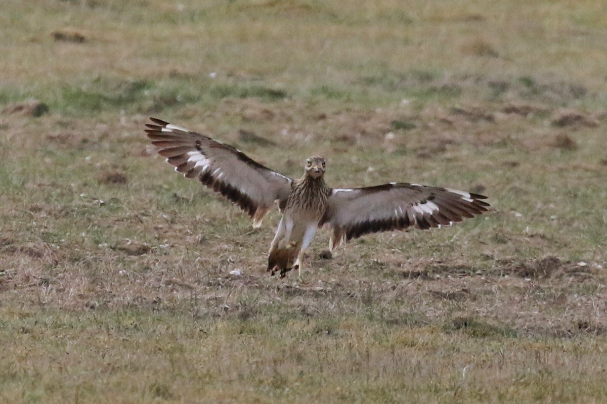 Ron Cousins tweet media