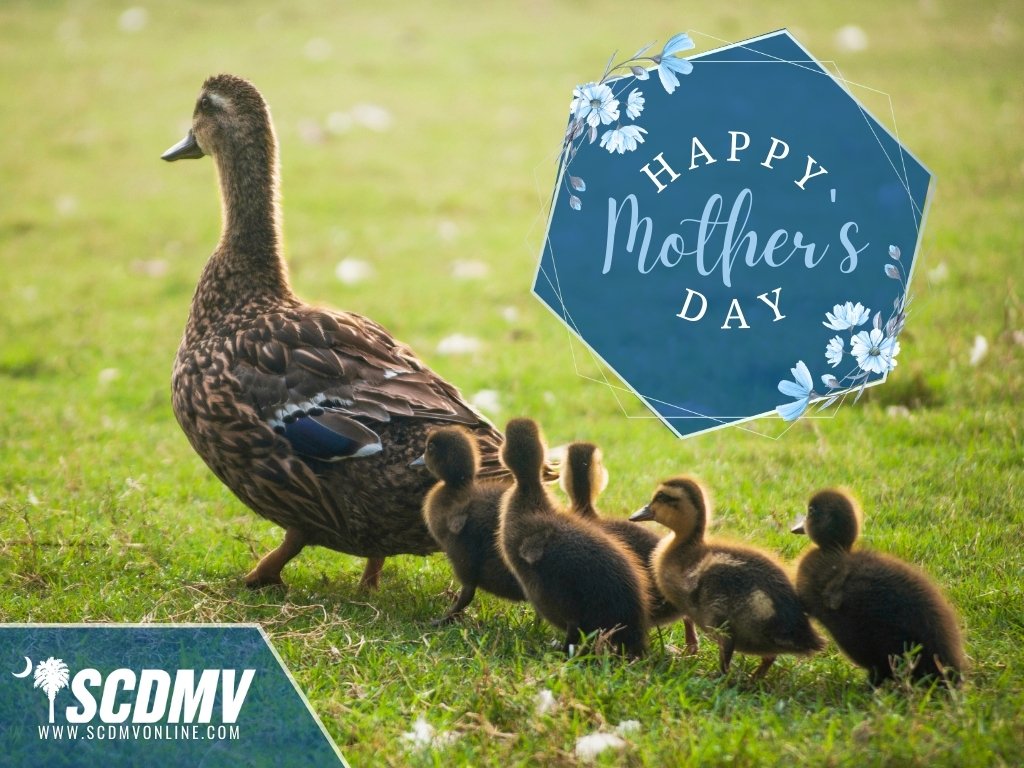 Moms are the best are getting their ducks in a row. You can be too! Fly over to our website, scdmvonline.com, to take a quack at your to-do list. No need to wing it with online services that are too easy to fowl up
