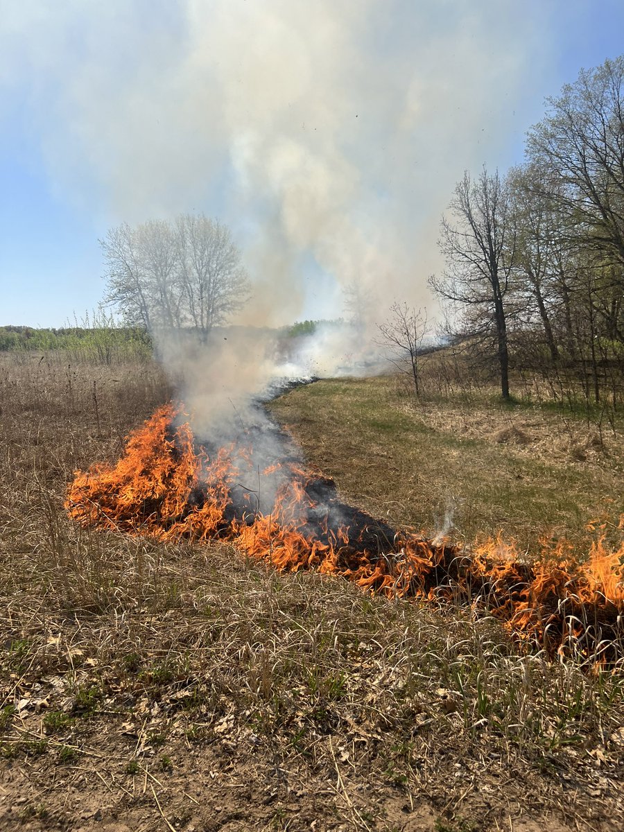 threeriverspark's tweet image. We are at Crow Hassan Park Reserve burning prairie. Tune into @ccxnews later today for the story.