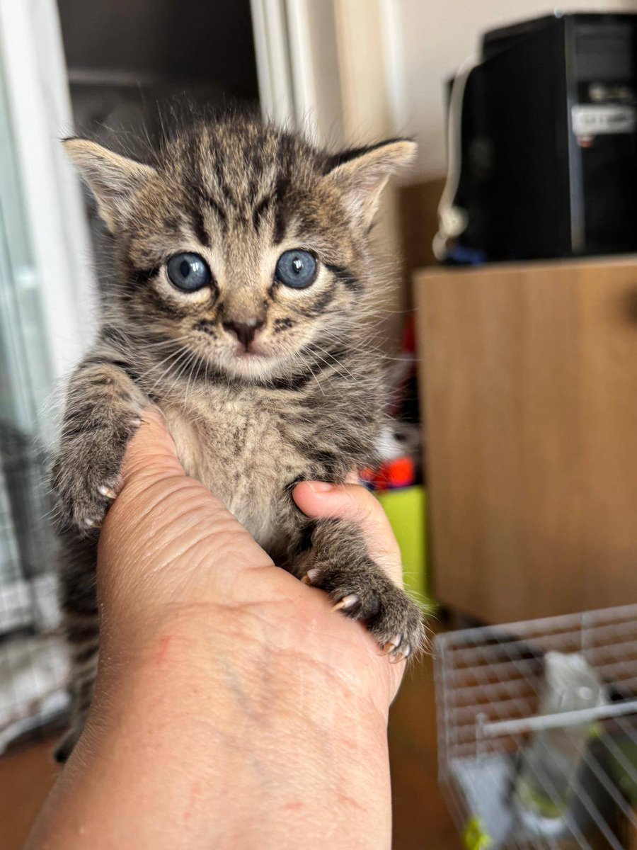 Estos bebés  están empezando a explorar el mundo y pronto estarán listos para encontrar un hogar lleno de amor:
Mejillón, Shasa y Manuel tienen unas 5 semanas aprox, aún toman biberón y acaban de empezar a caminar. En cuanto estén listos podrán ser adoptados