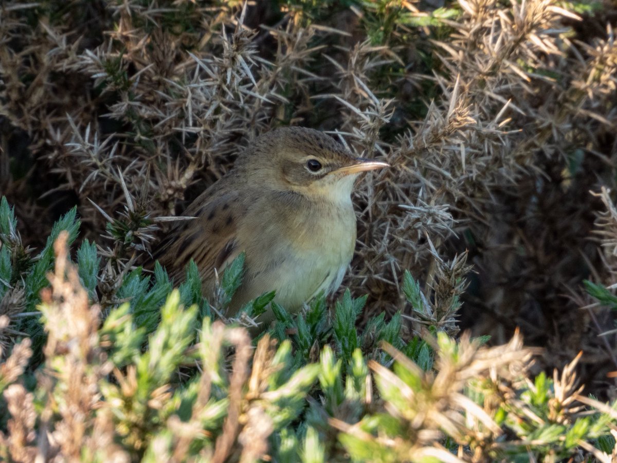 BirderJB's tweet photo. A fantastic long weekend in Pembrokeshire. https://t.co/l0FyM8nLSO