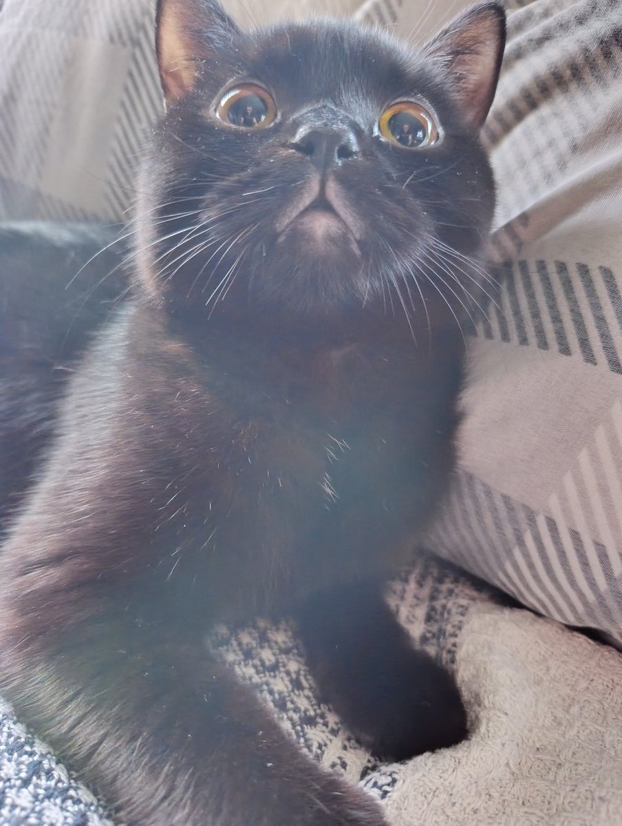 aytacbalkan's tweet photo. 🎉😺 çünkü bu delilinin dogumgünü
#blackcat #britishshort #mujgan https://t.co/WhHQi2uiWr