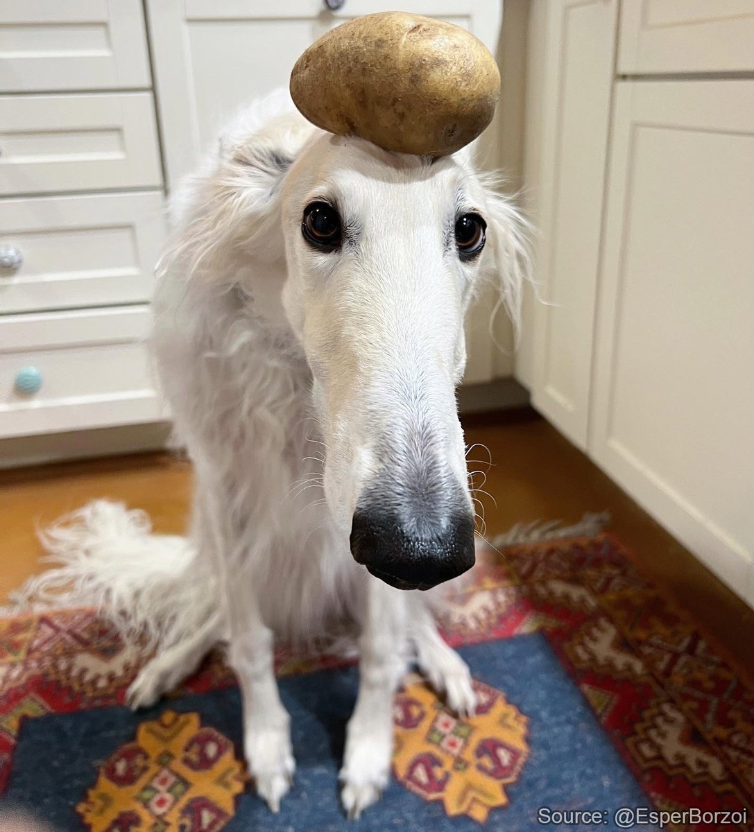 Borzoibot tweet media