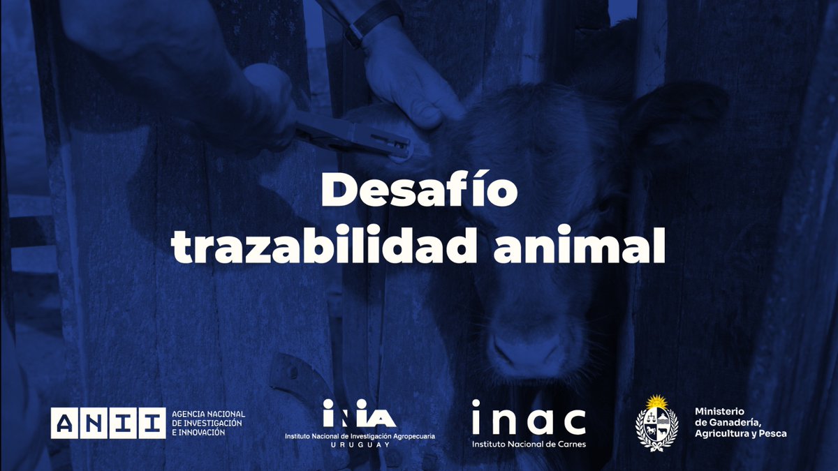 MGAP (@mgapuruguay) on Twitter photo #Hoy, conferencia de prensa <a href="/MGAPUruguay/">MGAP</a>, <a href="/ANIIuy/">ANII - Uruguay</a>, <a href="/INIA_UY/">INIA URUGUAY</a>, <a href="/INAC_Uruguay/">INAC Uruguay</a> 
Proyectan cambios en el proceso de trazabilidad del ganado como principal bien público de Uruguay
Hoy, conferencia de prensa
Lanzamiento del “Desafío trazabilidad animal”, un llamado internacional para #Hoy, conferencia de prensa <a href="/MGAPUruguay/">MGAP</a>, <a href="/ANIIuy/">ANII - Uruguay</a>, <a href="/INIA_UY/">INIA URUGUAY</a>, <a href="/INAC_Uruguay/">INAC Uruguay</a> 
Proyectan cambios en el proceso de trazabilidad del ganado como principal bien público de Uruguay
Hoy, conferencia de prensa
Lanzamiento del “Desafío trazabilidad animal”, un llamado internacional para