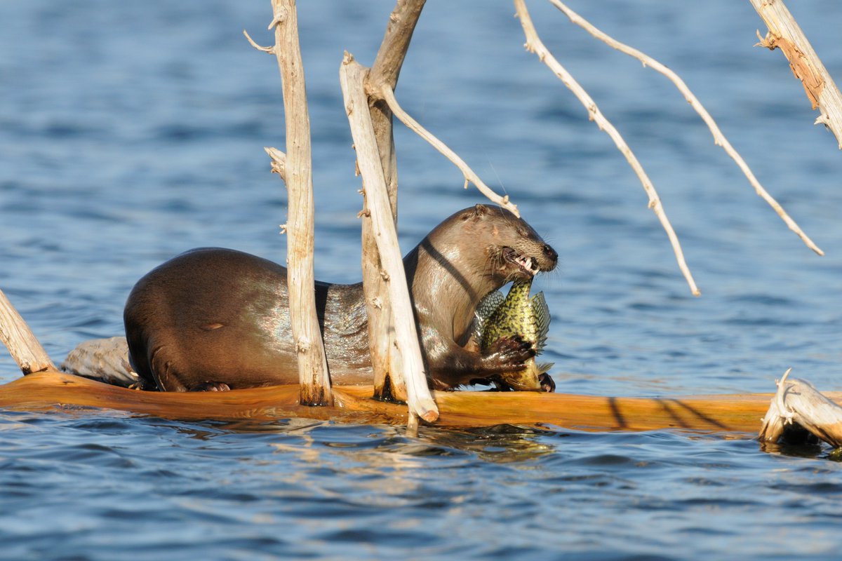 What a crappie afternoon snack!🐟

River otters are stealthy hunters, using sharp eyesight and agile swimming skills to nab fish. Seeing one means the water is clean, the fish are plenty, and the habitat is thriving.

Photo: Kenny Seals at Wichita Mountains Wildlife Refuge