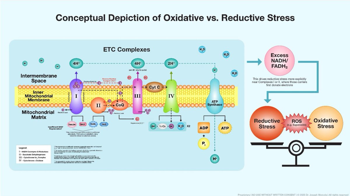 A new mechanistic #AdvancesinRedoxResearch unpacks how excessive intake of linoleic acid, common in industrial seed oils, disrupts mitochondrial redox balance and contributes to metabolic dysfunction. tinyurl.com/5d3hpa4v
