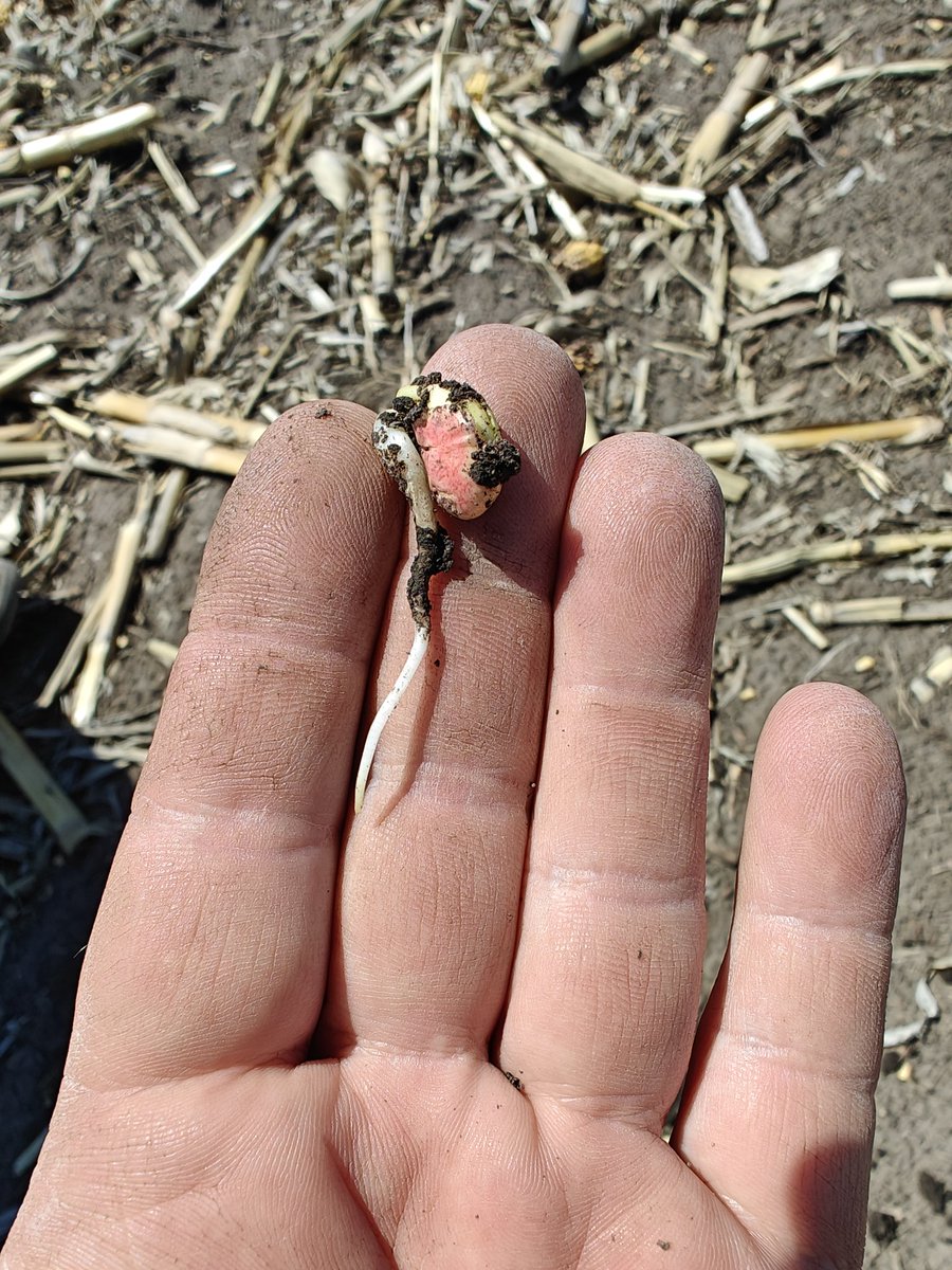 First planted  Soybeans, planted April 22nd, should have lift off in a day or so