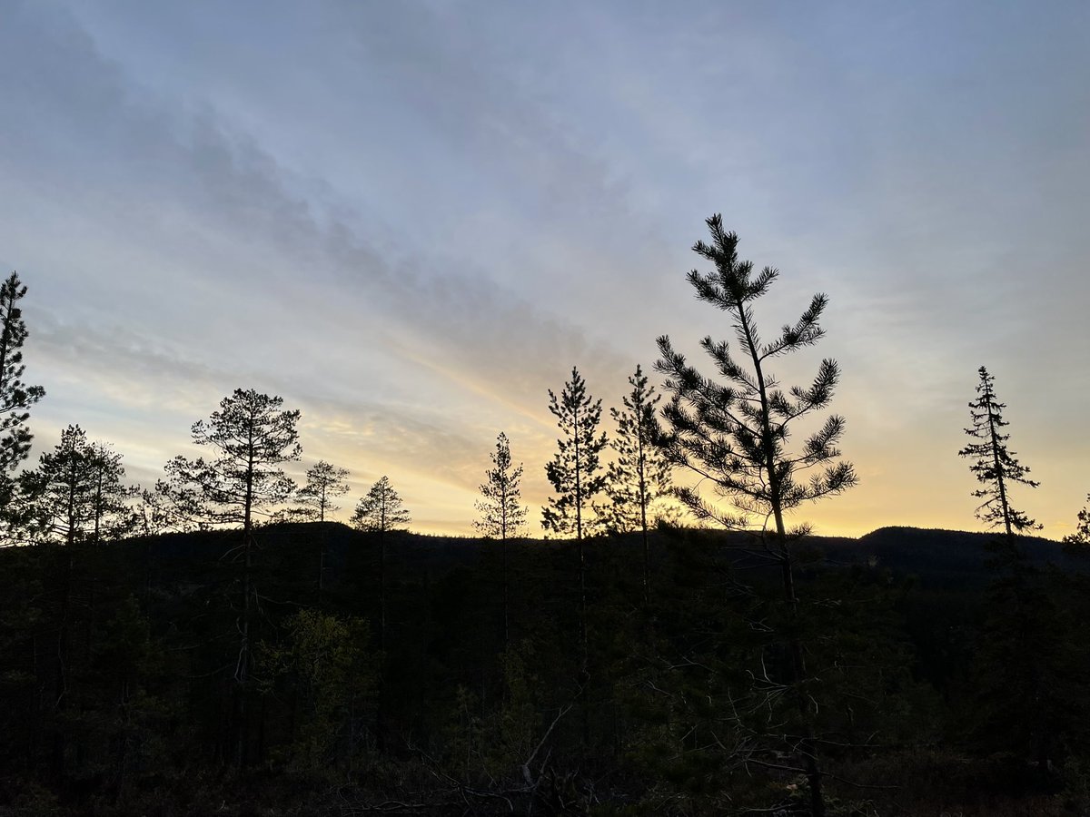 Evening 😊💕Enjoy yours 😊🦊