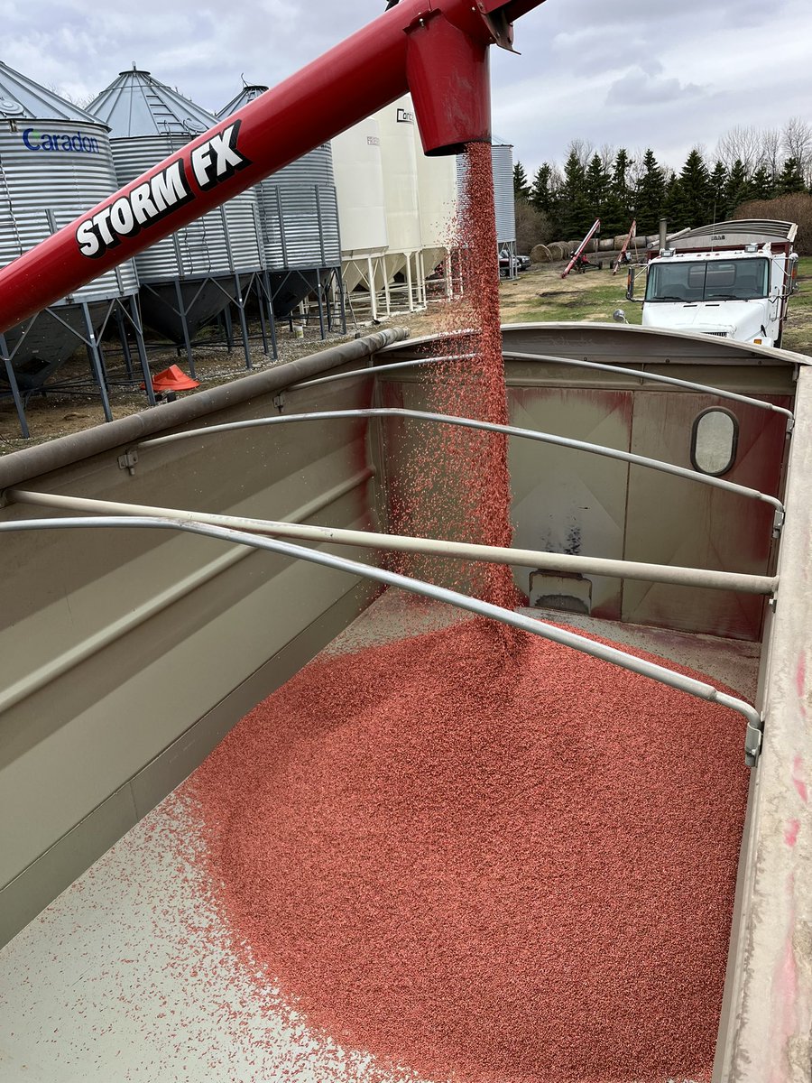 Andrew Wilk (@farmerwilk) on Twitter photo It’s a <a href="/CortevaCA/">Corteva Canada</a> #Straxan and #Action5 on Barley kinda morning! Thanks to <a href="/CoreAgInputs/">Core Ag Inputs - White Butte</a> and <a href="/SynergyAGLumsdn/">SynergyAG Lumsden</a> for treating, and <a href="/heggie17/">joel heggie</a> for the <a href="/SeCan/">SeCan</a> #CDCAustenson barley. #plant25 later this week! <a href="/LaramieSlade/">Laramie McInnis</a> It’s a <a href="/CortevaCA/">Corteva Canada</a> #Straxan and #Action5 on Barley kinda morning! Thanks to <a href="/CoreAgInputs/">Core Ag Inputs - White Butte</a> and <a href="/SynergyAGLumsdn/">SynergyAG Lumsden</a> for treating, and <a href="/heggie17/">joel heggie</a> for the <a href="/SeCan/">SeCan</a> #CDCAustenson barley. #plant25 later this week! <a href="/LaramieSlade/">Laramie McInnis</a>