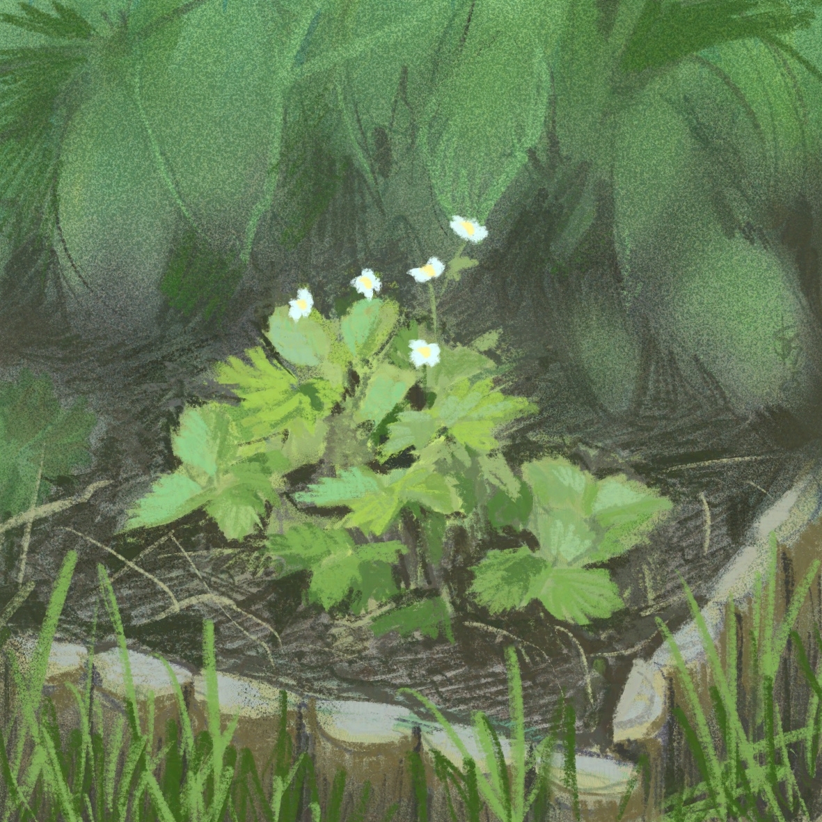 SaskleArt's tweet photo. Day 30/30 of #pleinairpril2025
Theme: plantss
Hosted by @warriorpainters 

A comfort piece for the last day: the wild strawberry I bought a few weeks back. https://t.co/iUKQaQkvMr