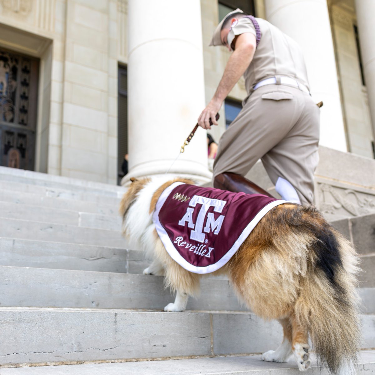 reveille's tweet image. I've seen so many Aggies climb these steps recently, I had to see what was at the top for myself! Congrats to the class of 2025! 👍