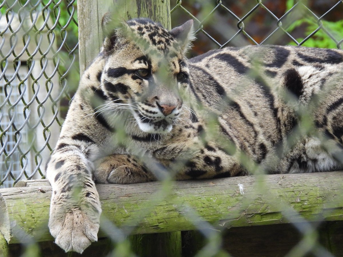 teaselstudio1's tweet image. Spent the day with the family, trying to get the hang of the camera, albeit generally with leaden skies and obstructed by chicken wire and electric fences.
