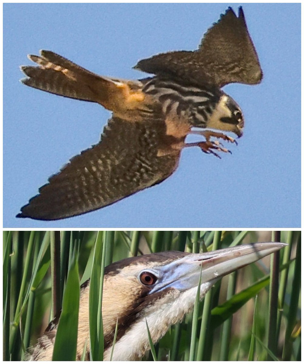 SteveClippo tweet media