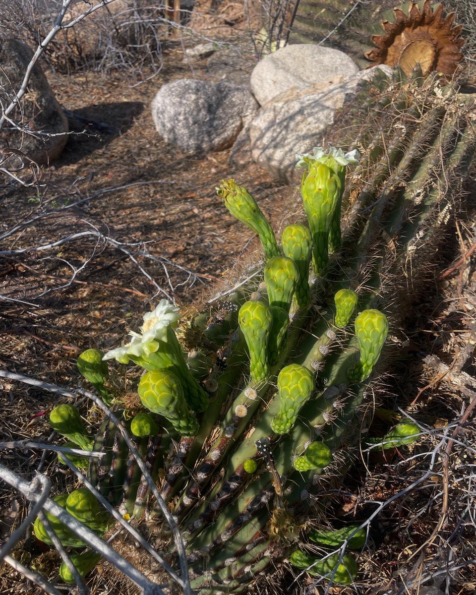 This saguaro got hit by a car and broke apart 8 months or so ago and is still blooming on the ground. Desert plants are wild y’all 🌵