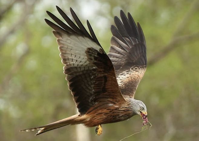 Red kites are stunningly beautiful birds 
#birdsofprey
#nature
#redkites
#wales