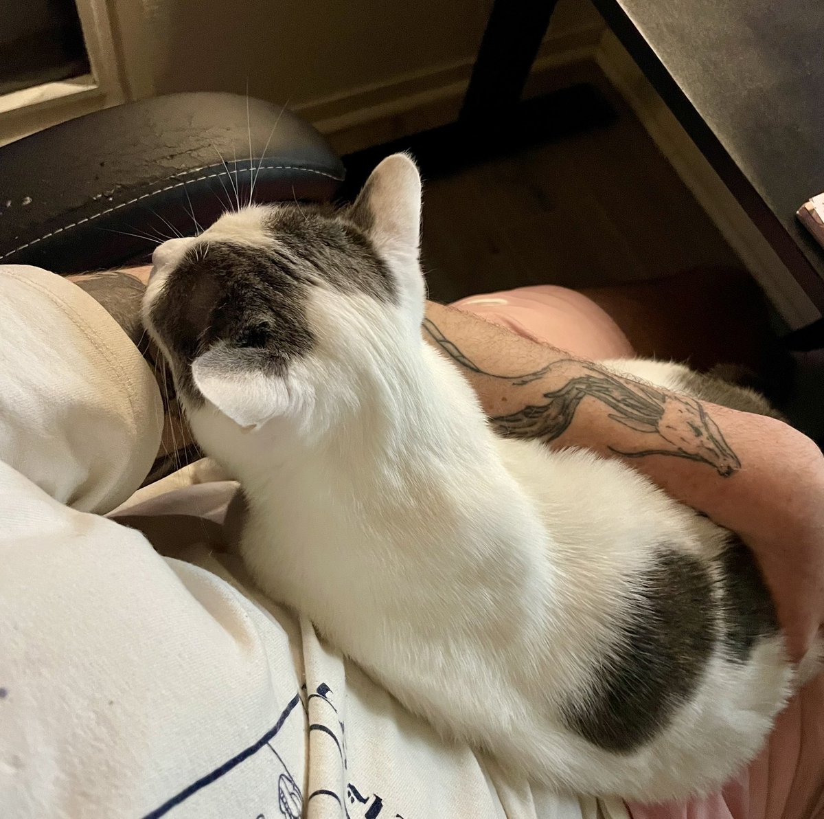 Qu’est ce que je l’aime ce chat bordel