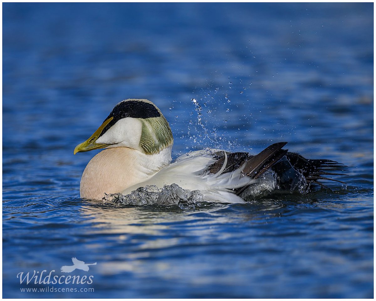 John Gardner (@wildscenesuk) on Twitter photo Eider taking a bath in Seahouses harbour.
<a href="/BBCSpringwatch/">BBC Springwatch</a>
#naturephotography #wildlifephotography #wildflower #Northumberland Eider taking a bath in Seahouses harbour.
<a href="/BBCSpringwatch/">BBC Springwatch</a>
#naturephotography #wildlifephotography #wildflower #Northumberland