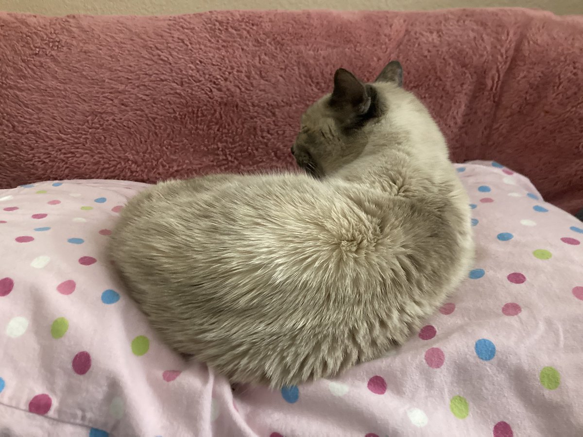 Did I ever post my cat here? She interrupts my streams all the time lol
Her name is Jasmine ❤️❤️❤️