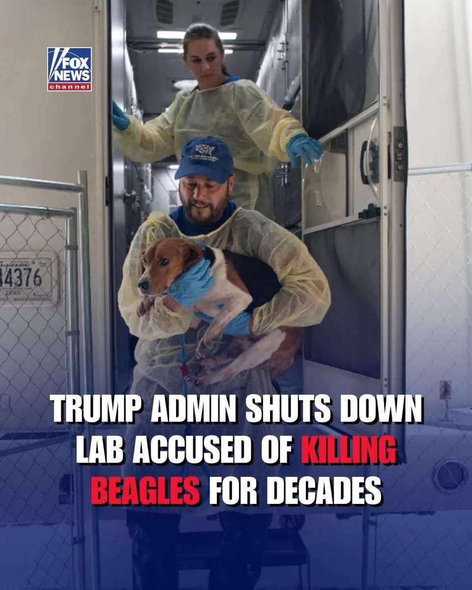 donna williams (@ladyvaio) on Twitter photo At least the <a href="/realDonaldTrump/">Donald J. Trump</a> admin has taken a stand against this & shutdown labs where for years beagles have been tortured and killed. <a href="/Keir_Starmer/">Keir Starmer</a> you must follow suit.!!!! #endanimaltesting At least the <a href="/realDonaldTrump/">Donald J. Trump</a> admin has taken a stand against this & shutdown labs where for years beagles have been tortured and killed. <a href="/Keir_Starmer/">Keir Starmer</a> you must follow suit.!!!! #endanimaltesting