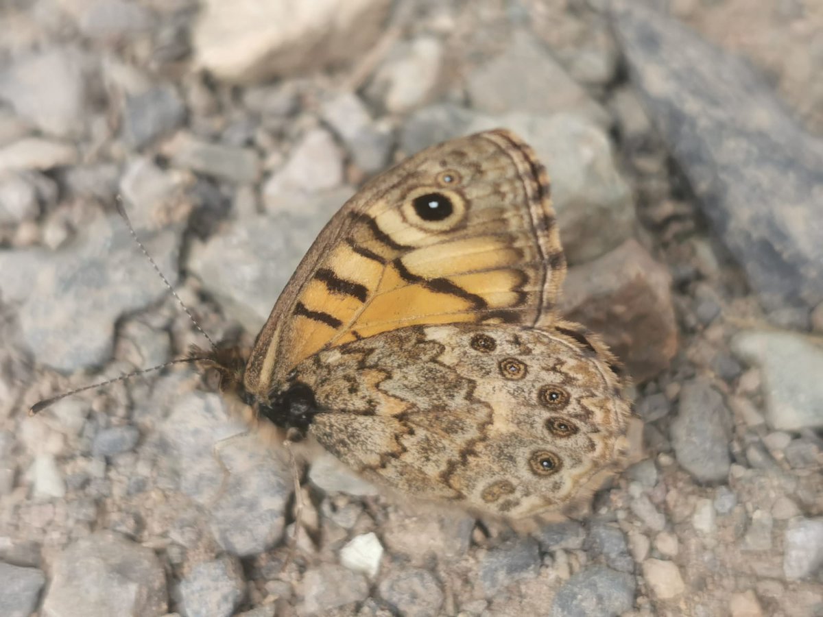 Lovely to see this species today, I think I've only seen a handful in my lifetime and I saw two in one day! I give you the Wall Lasiommata megera, Pembrokeshire, Wales.

<a href="/savebutterflies/">Butterfly Conservation 🦋</a> <a href="/Britnatureguide/">The British Nature Guide</a> <a href="/PembsCoast/">Pembrokeshire Coast National Park</a>