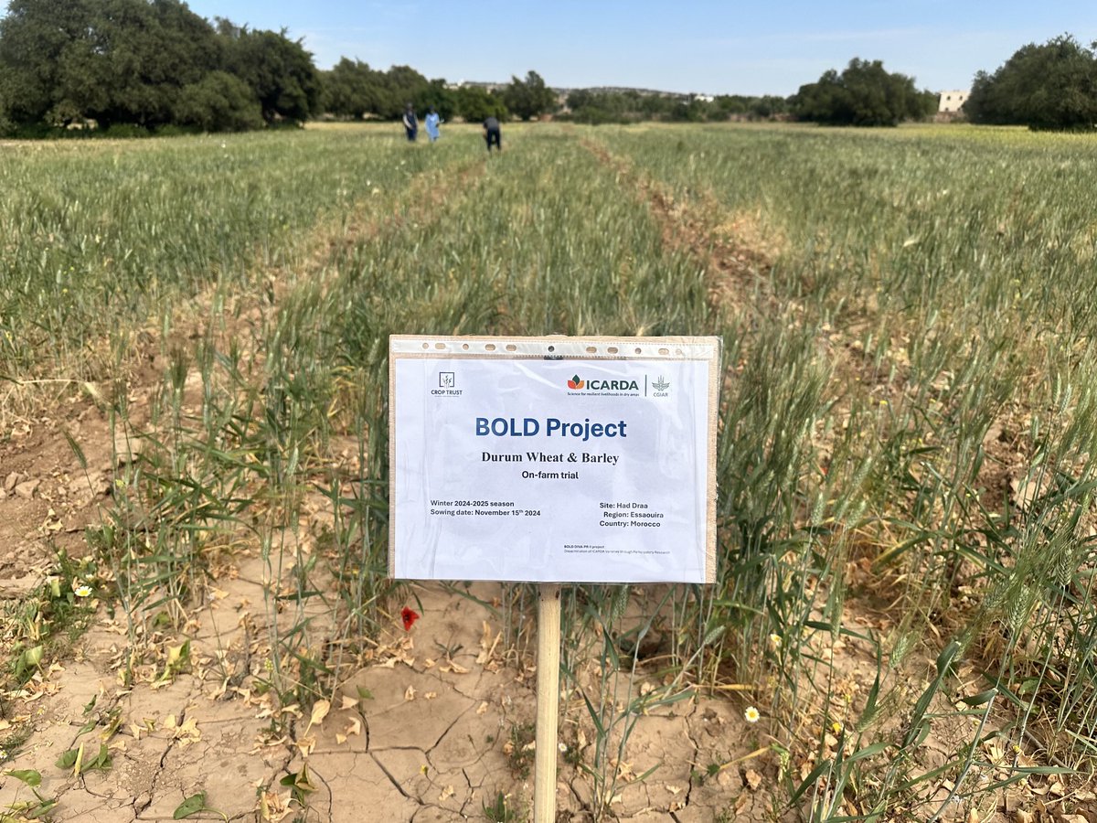 That amazing feeling of doing something right! 👍 Another ⁦<a href="/CropTrust/">The Crop Trust</a>⁩ visit to the extremely #drought affected #Morocco. Big #farmers love 💕for ⁦<a href="/ICARDA/">ICARDA</a>⁩ tolerant varieties derived from #wild relatives surviving near 0️⃣☔️. #BOLD project #Agroecology #RegenerativeAg
