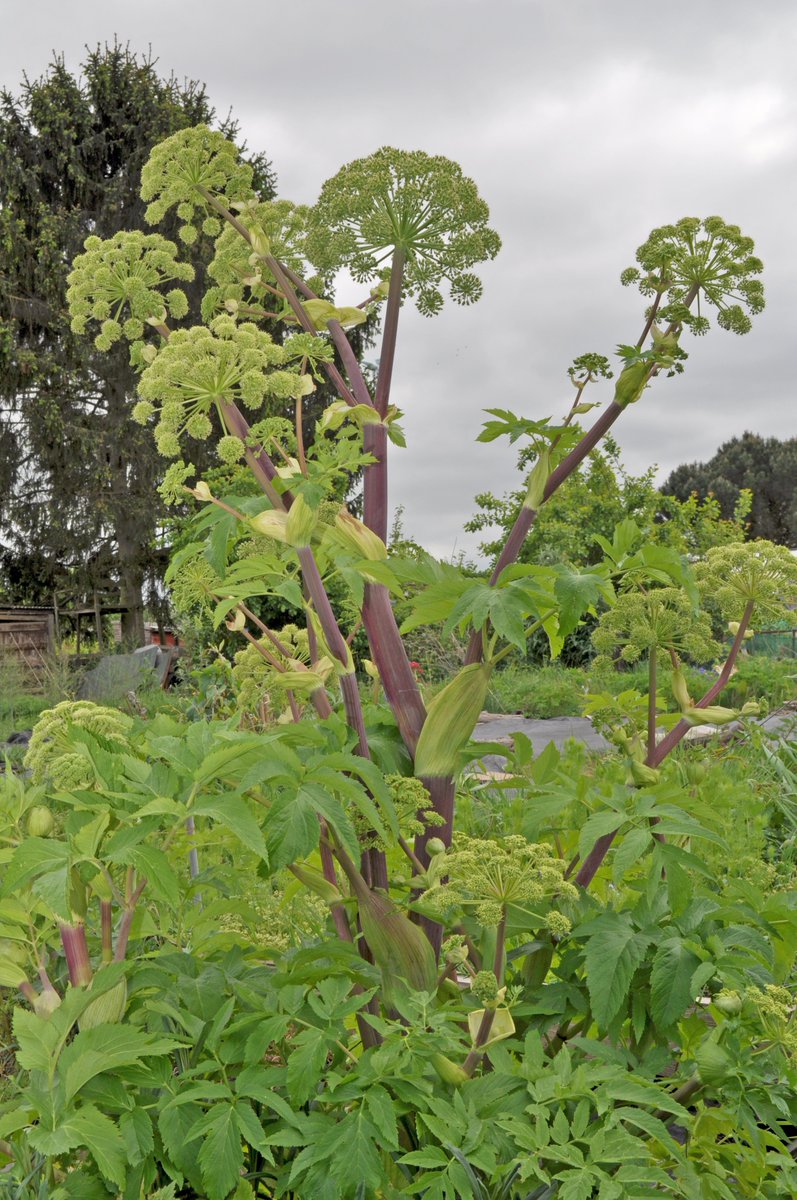 Loving the form of this  Angelica in the plot border