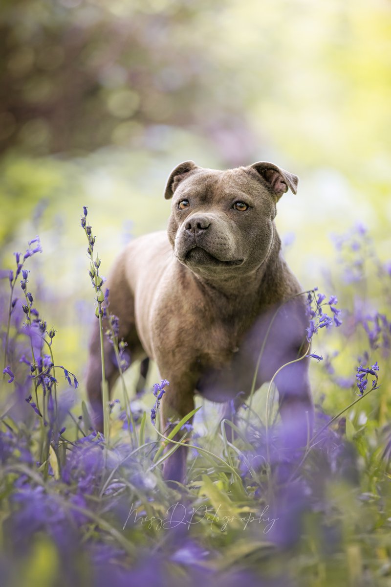 MissDPetography tweet media