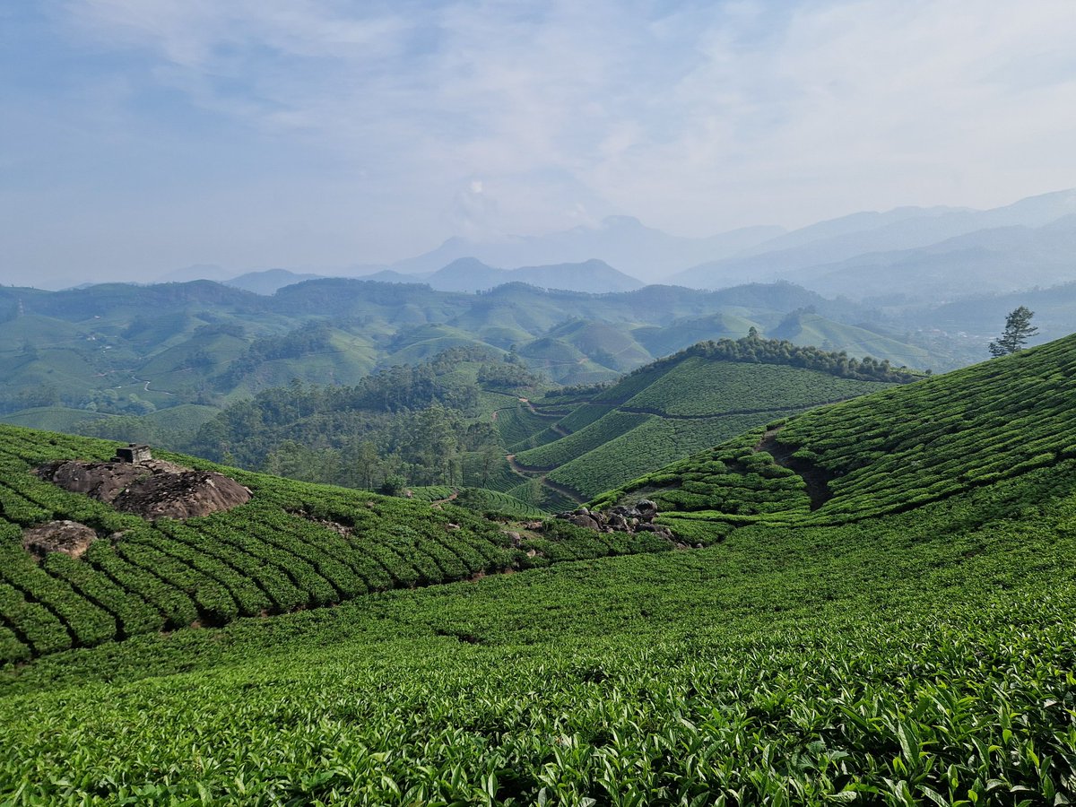 Tea plantation, wester ghats, India.