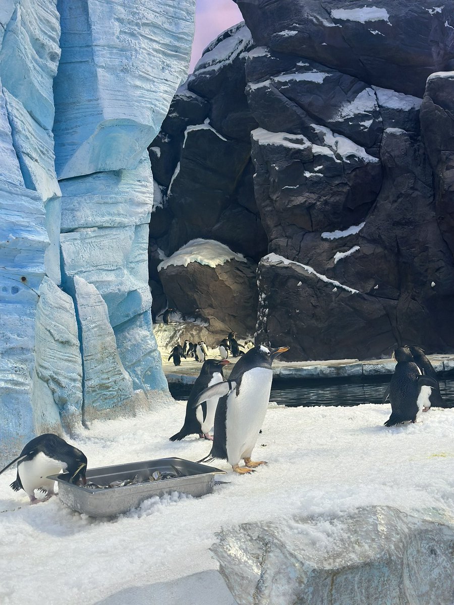 aalreyami's tweet photo. @SeaWorldAD @yasisland 

#family ❤️ #Abudhabi #yasisland 👌😍👏🏻 https://t.co/wIYncYEqW3