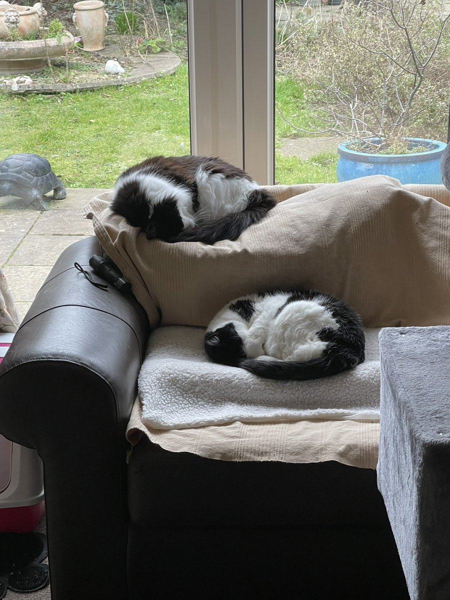 Jenny,Saffy,Tigger,Fizbo an Twerp da Canary tweet media