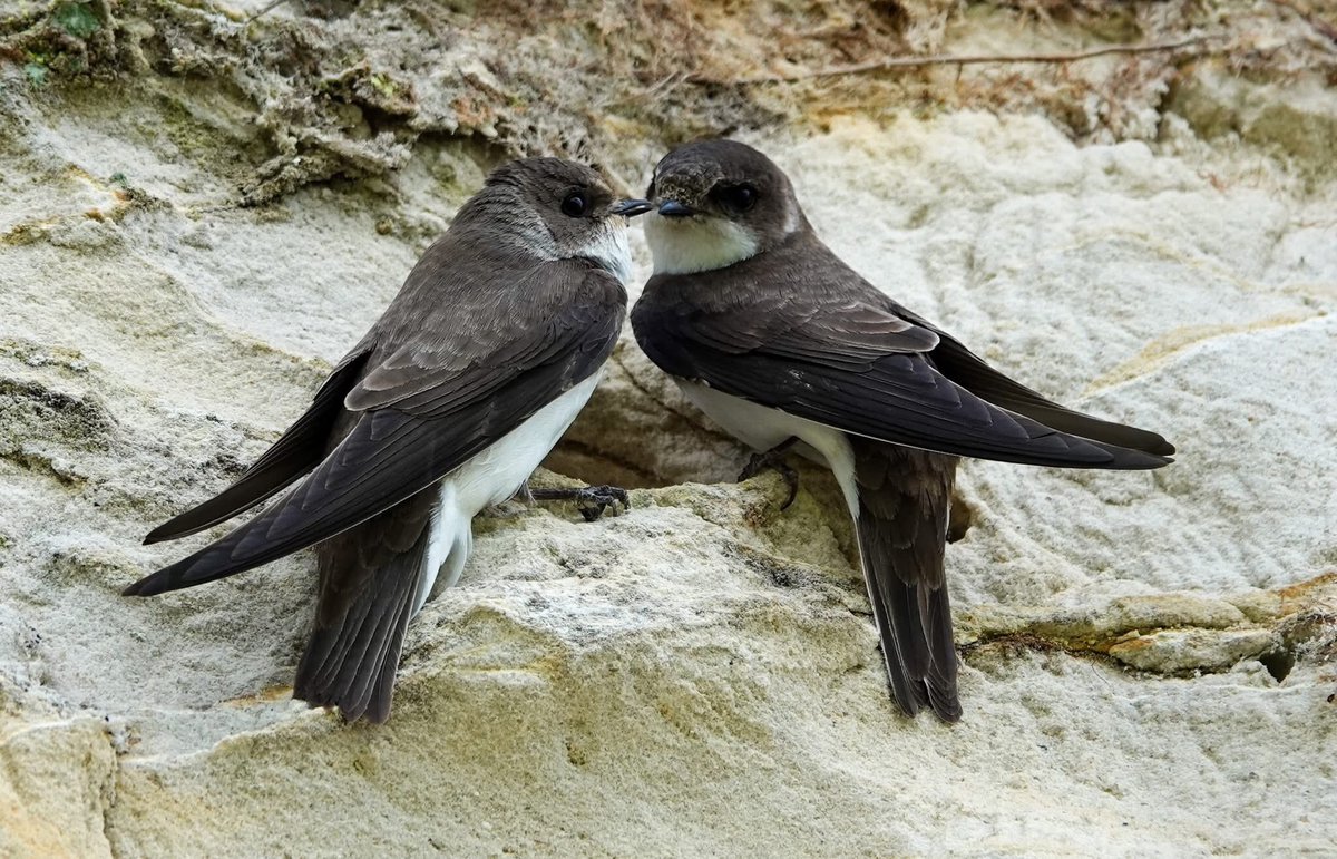 Sam Parish tweet media