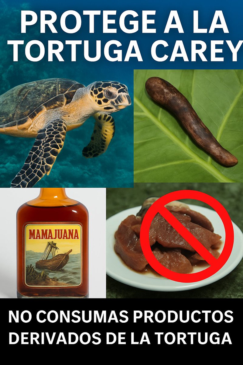 Hola <a href="/LuisitoComunica/">Luisillo El Pillo</a>, gran video en RD, pero ojo: la mamajuana con pene de tortuga contiene tortuga carey, especie en peligro crítico y protegida. Soy ing. ambiental y con tu alcance podrías apoyar ONGs como @Fundemar_RD. ¡Sería un gran gesto!