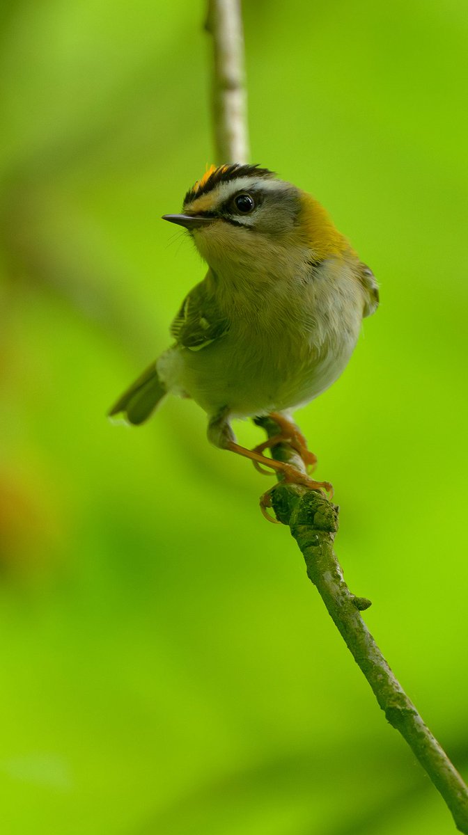 GadgetGazPhoto's tweet image. Firecrest in the woods.
1/400 ISO:1600 f6.3 800mm
——
#firecrest