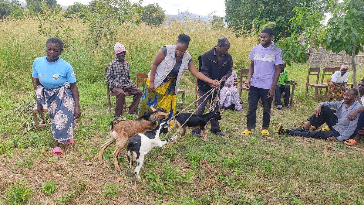 FAOMalawi's tweet photo. To minimize pressure on forests, @FAO  's #AREECA project distributed 2 075 goats to 415 farmers in a pass on programme in Ntcheu district.

23 goats from initial beneficiaries were recently  passed on to second beneficiaries in a colorful ceremony. 

👉 https://t.co/XDVtmXtKAO https://t.co/xMenUrsAYL
